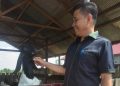 Anggota DPRD Kutim Salurkan 31 Ekor Kambing untuk Poktan Berdikari 2